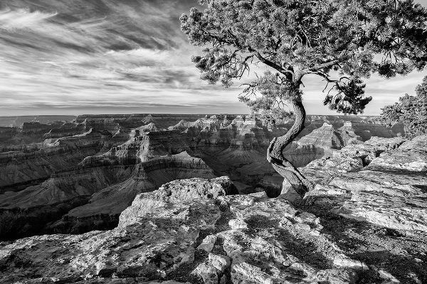 Arizona-Grand Canyon National Park-Pinyon Pine grows cliffside at Hopi Point